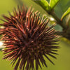 naissance-olio-di-ricino-puro-n-217-nutrimento-per-ciglia-sopracciglia-capelli-e image 7