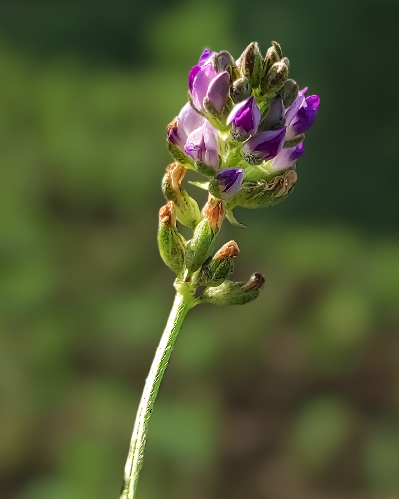naissance-bakuchiol-sytenol-a-alternativa-naturale-al-retinolo-per-cosmetica-fai image 6