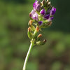 naissance-bakuchiol-sytenol-a-ricarica-alternativa-vegetale-al-retinolo-anti-age image 6